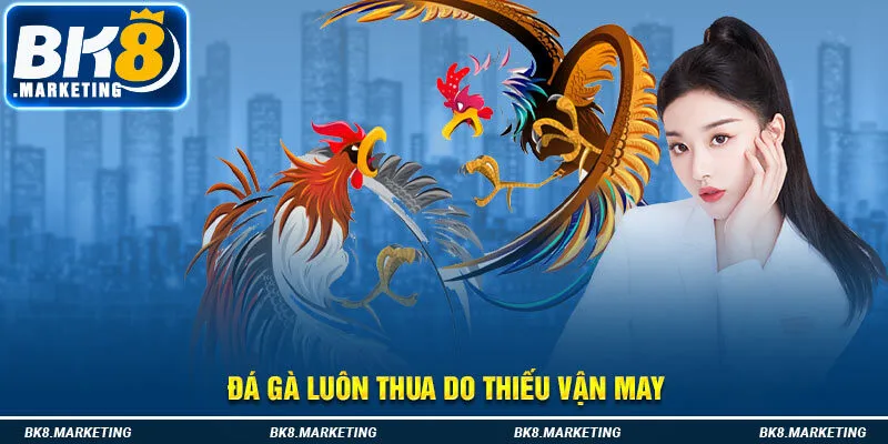 Đá gà luôn thua do thiếu vận may