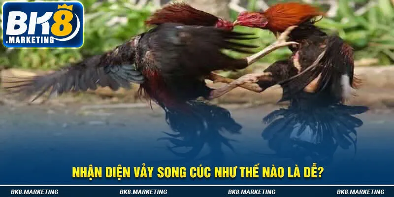 Nhận diện vảy song cúc như thế nào là dễ?