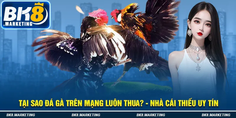 Tại sao đá gà trên mạng luôn thua? - Nhà cái thiếu uy tín