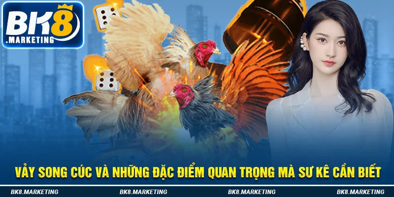 Vảy Song Cúc Và Những Đặc Điểm Quan Trọng Mà Sư Kê Cần Biết